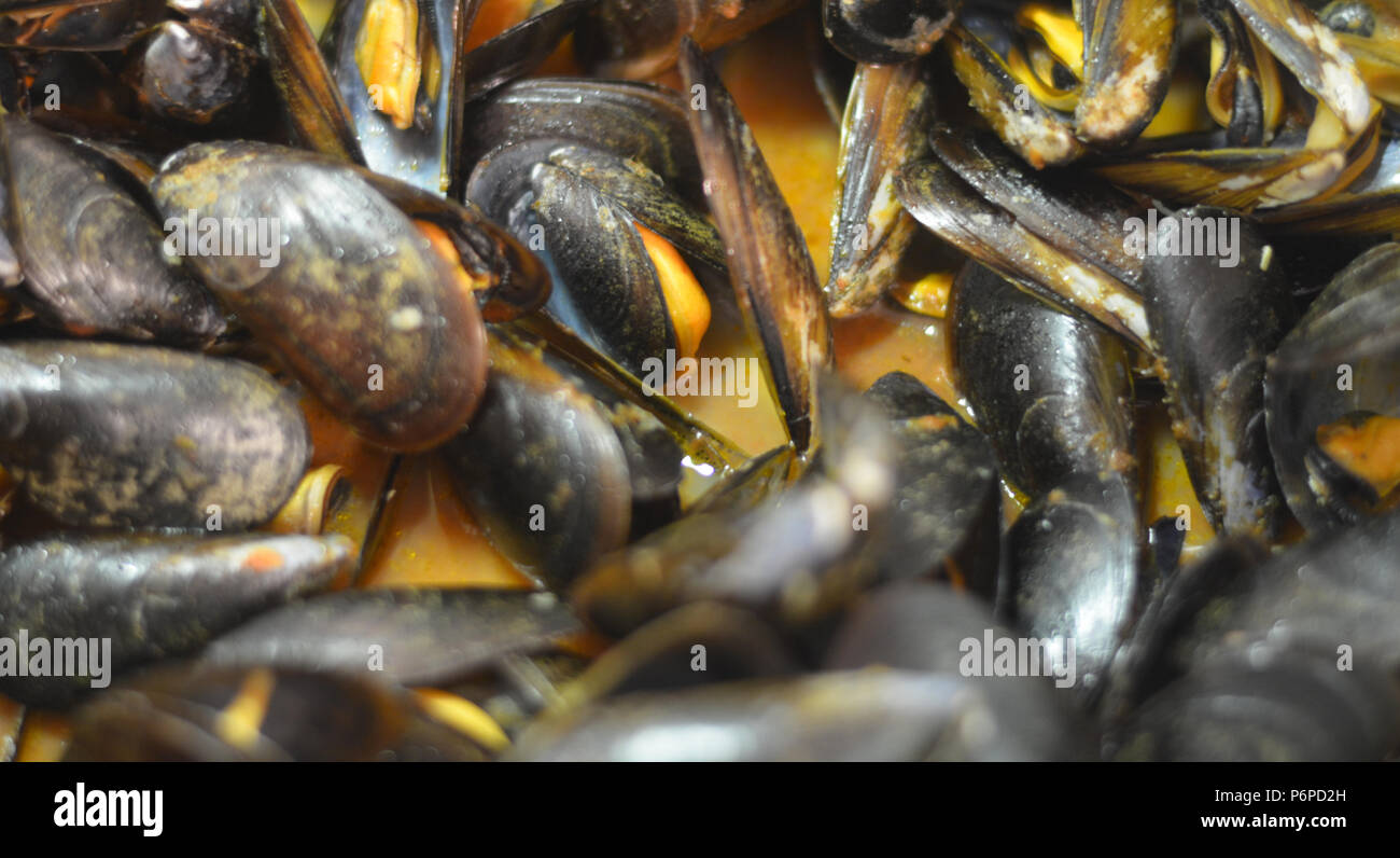 Muscheln aus dem Norden spaniens Stockfoto