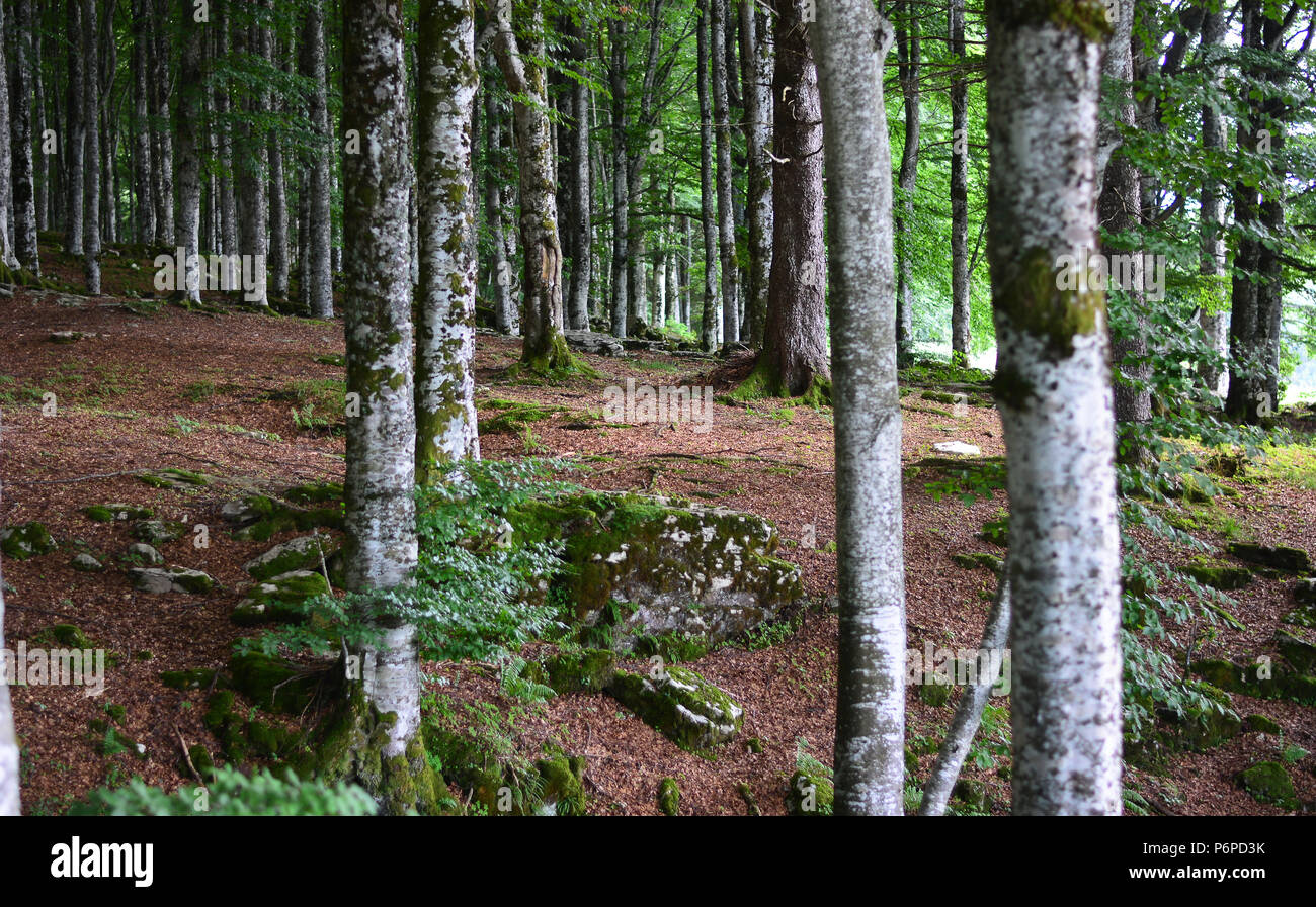 Das Spektakel der Wälder im Frühjahr Stockfoto