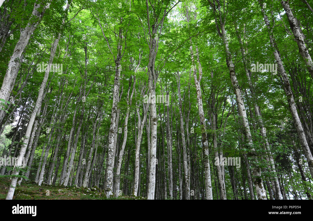 Die Kühle im Sommer Wälder Stockfoto