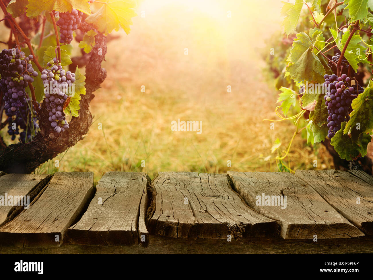 Natur Hintergrund mit Weinberg im Herbst Ernte. Reife Trauben im Herbst. Tabelle mit Weinberg Stockfoto