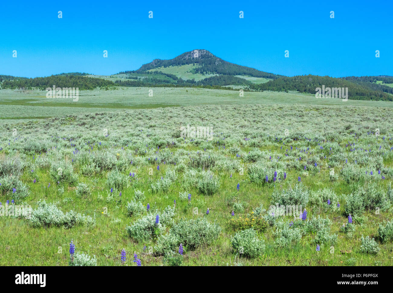 Black Butte oben sagebrush Wiese in der Nähe von White Sulphur Springs, Montana Stockfoto