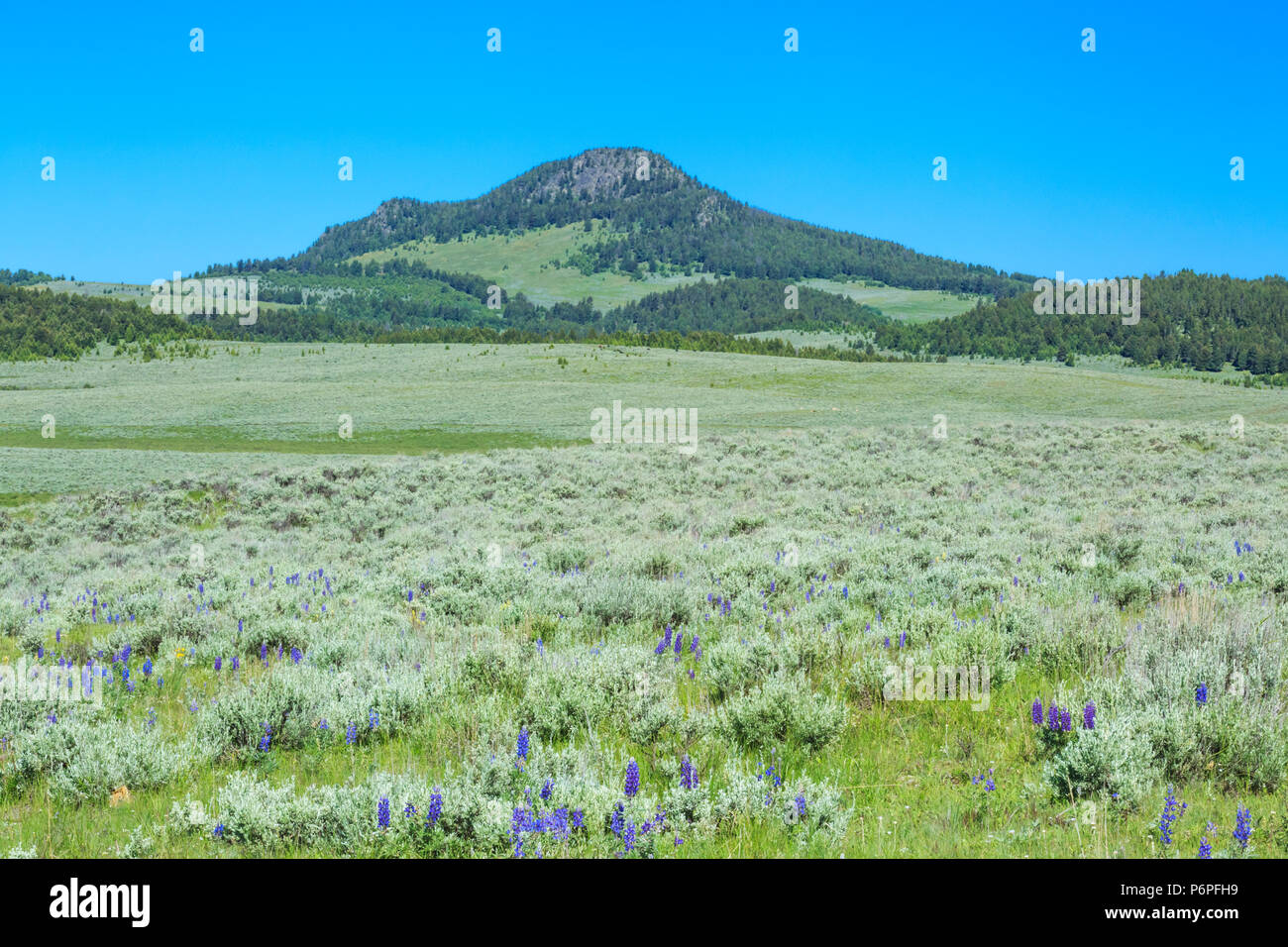 Black Butte oben sagebrush Wiese in der Nähe von White Sulphur Springs, Montana Stockfoto