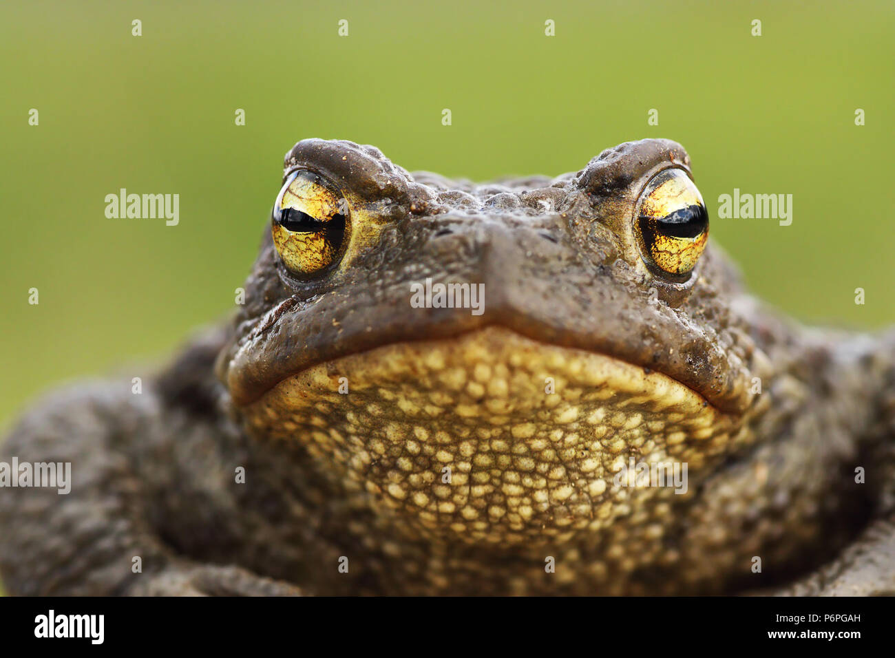 Vorderansicht des Gemeinsamen braun Toad, Bufo bufo Portrait Stockfoto
