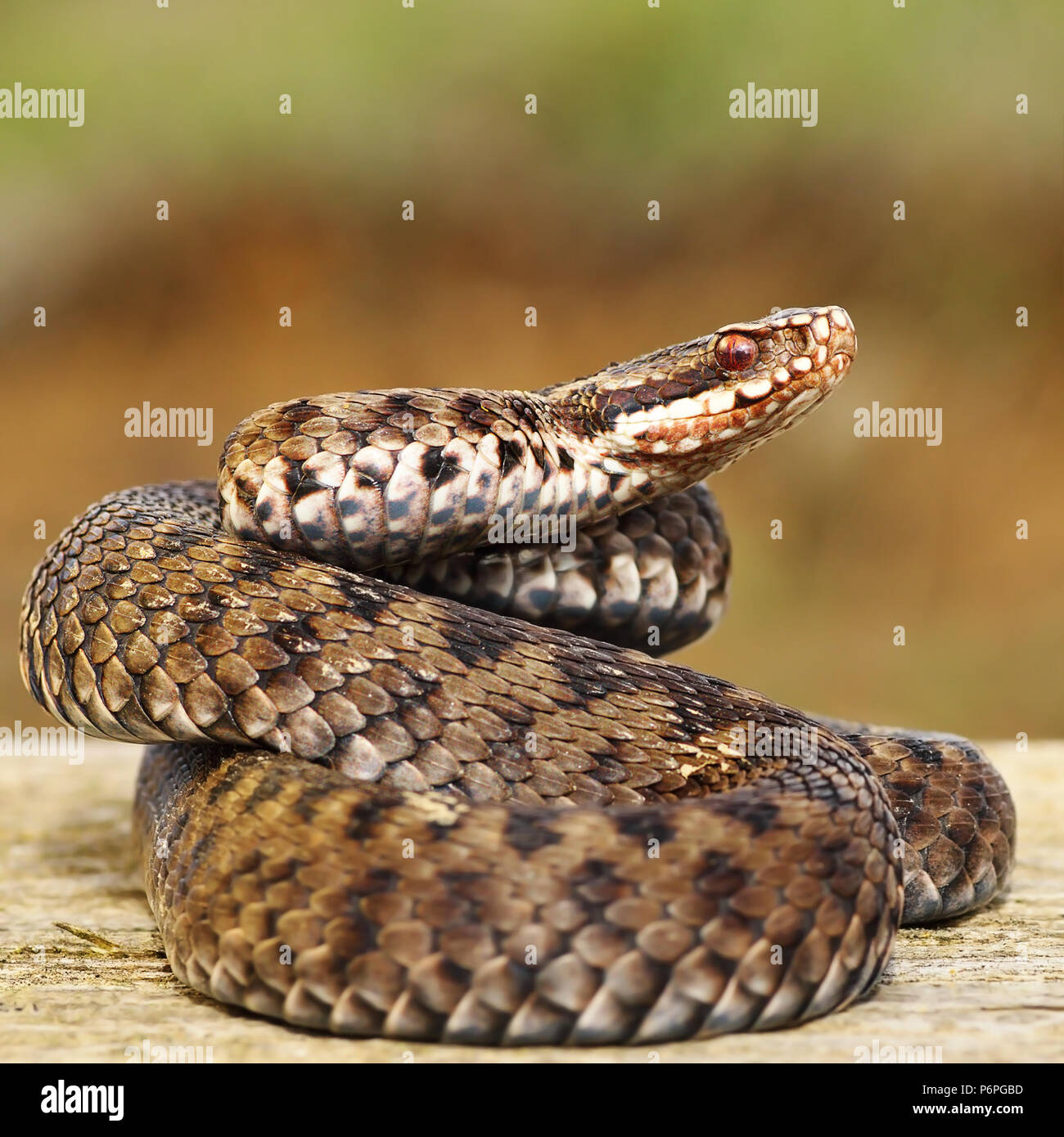 Gemeinsame europäische Addierer stehen auf Holz Board (Vipera berus) Stockfoto