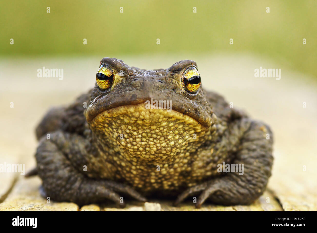 Vorderansicht der netten gemeinsamen braun Frosch, volle Länge Tier (Bufo bufo) Stockfoto