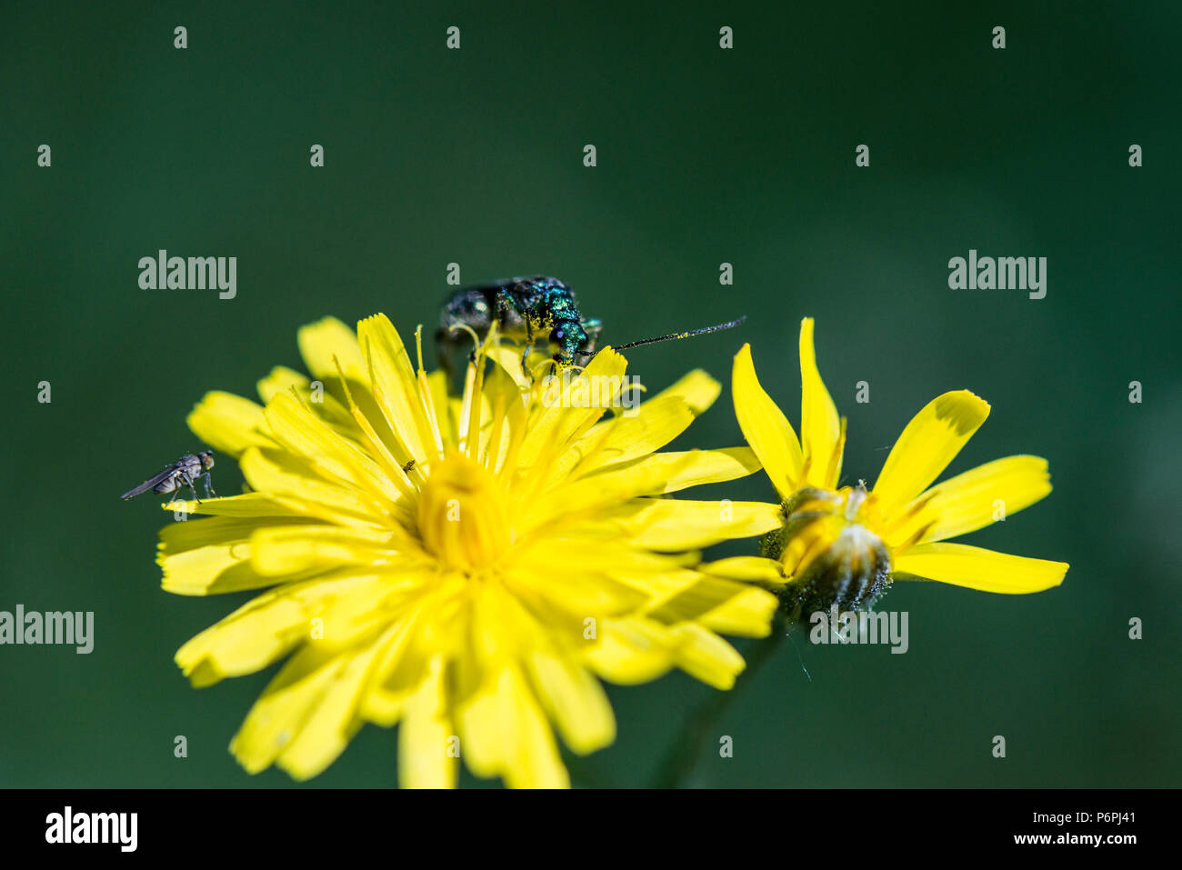 Ein männlicher geschwollen - thighed Käfer (Oedemera nobilis) an der Blüte einer glatten hawksbeard (Crepis capillaris) Stockfoto