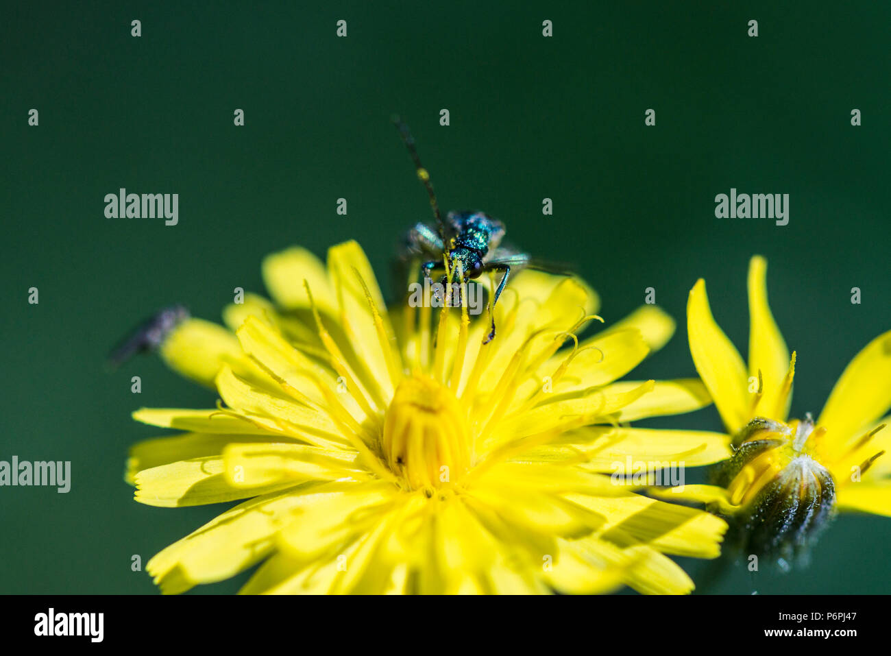 Ein männlicher geschwollen - thighed Käfer (Oedemera nobilis) an der Blüte einer glatten hawksbeard (Crepis capillaris) Stockfoto