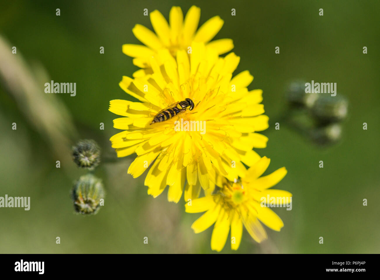 Ein Hoverfly an der Blüte einer glatten hawksbeard (Crepis capillaris) Stockfoto