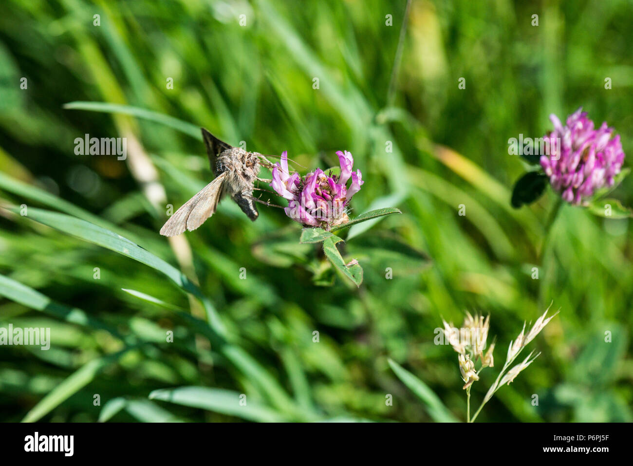 Ein Silber Y Motte (autographa Gamma) auf der Blume eines Rotklee (Trifolium pratense) Stockfoto