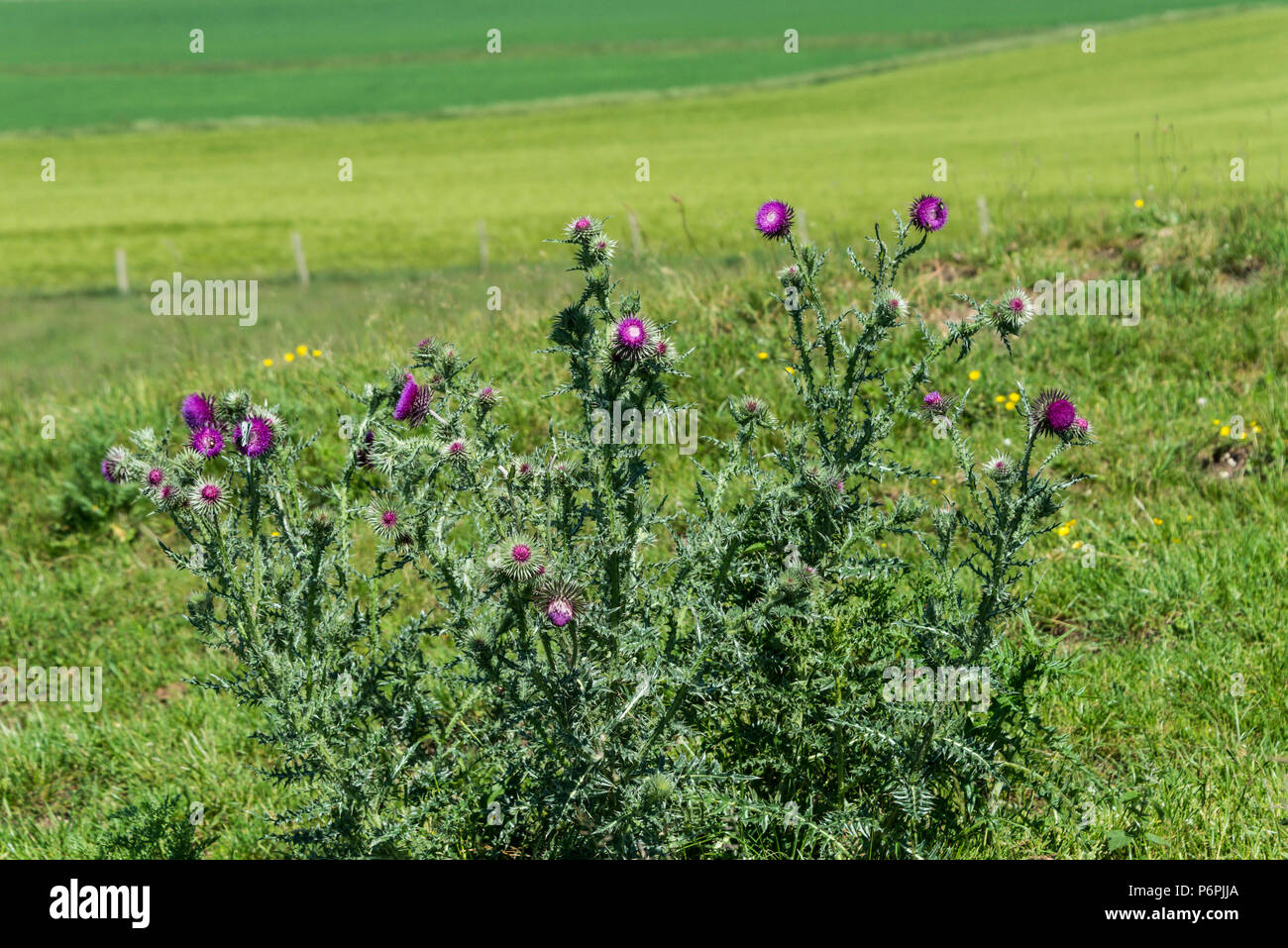 Eine moschus Distel (Carduus nutans) Stockfoto