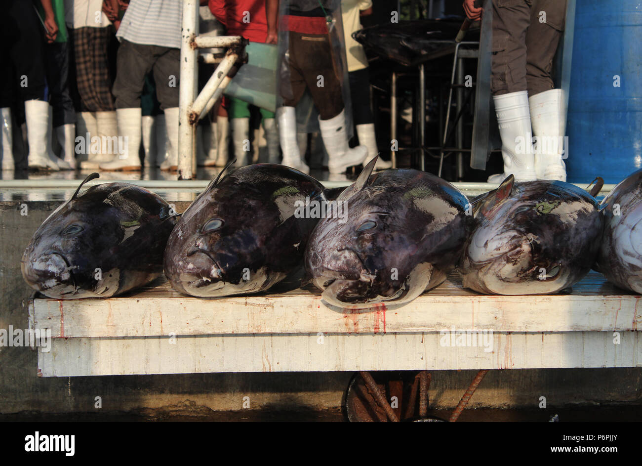 Frisch Gefangenen großen Thunfischen Stockfoto