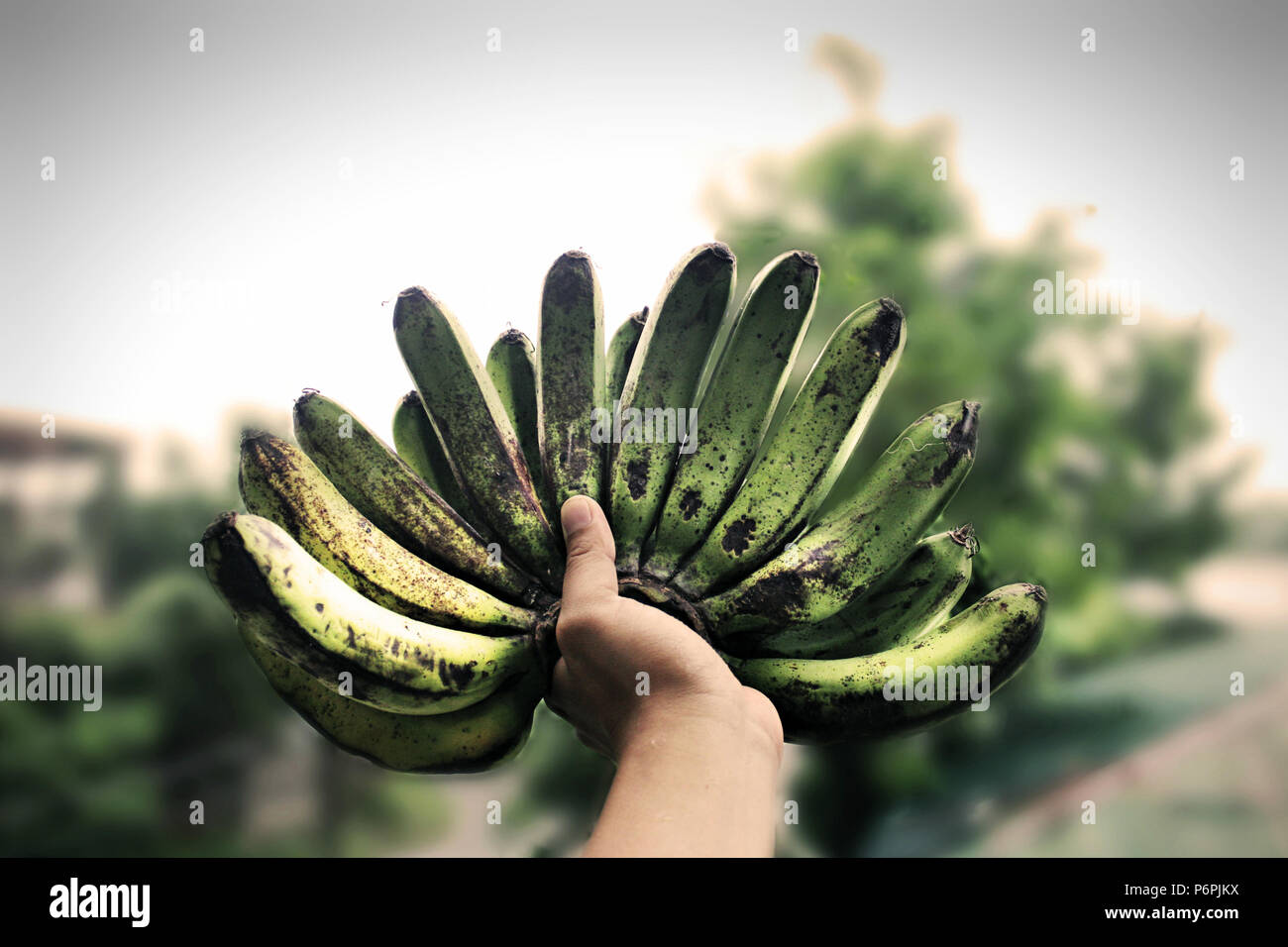 Frische, grüne Banane, Hand, grüner Banane Stockfoto