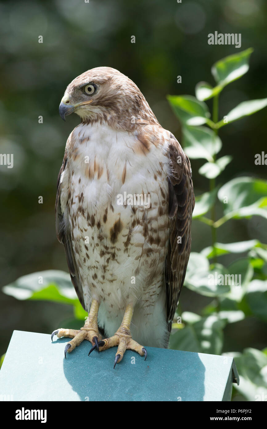 Ein roter Schwanz Hawk (Buteo Jamaicensis) auf der Jagd auf Cape Cod, Massachusetts, USA Stockfoto