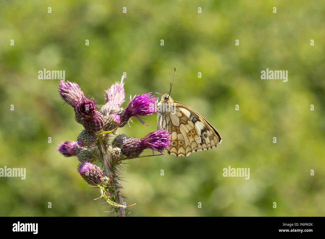 Ein Schmetterling, schachbrettfalter Melanargia galathea, mit geschlossenen Flügeln in North Dorset England UK GB fotografiert. Stockfoto