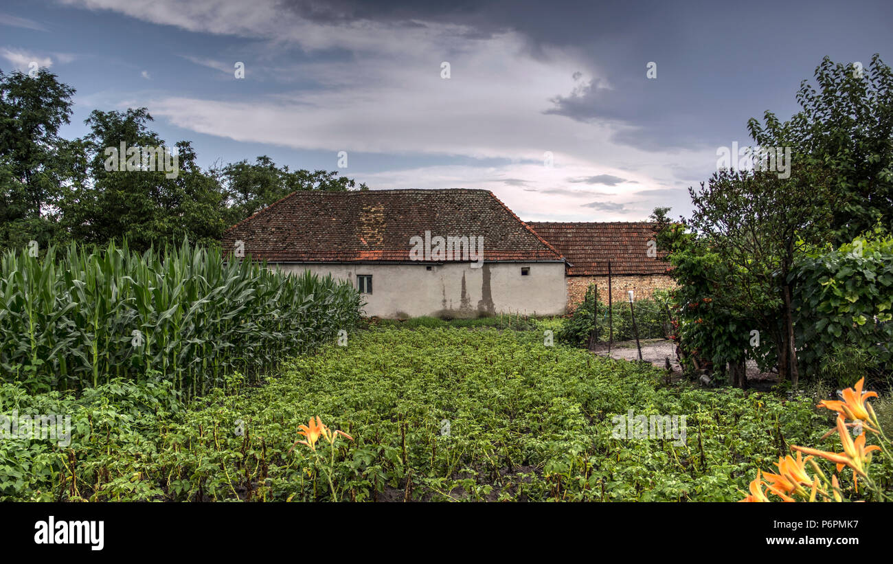 Landschaft, Vojvodina, Serbien - ein Gehöft, das von einem üppigen Garten umgeben von Dicht kultivierten Pflanzen Stockfoto