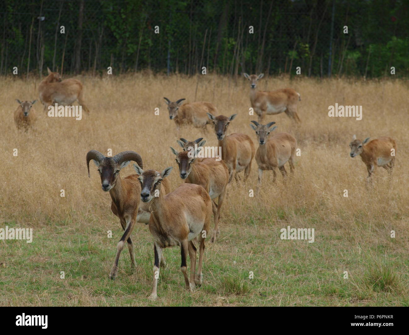 Rote Schulter Hawk und Rocky Mountain lange Horn Schafe Stockfoto