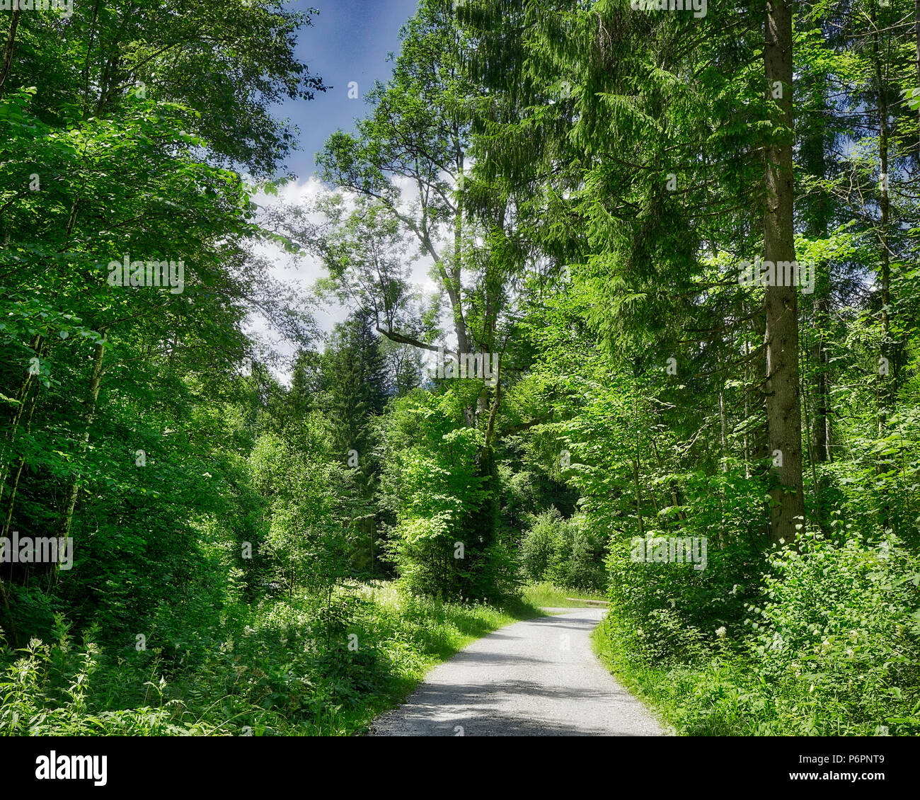 DE - Bayern: Forstweg durch den beliebten Hirschbachtal in der Nähe von Lenggries (HDR-Bild) Stockfoto