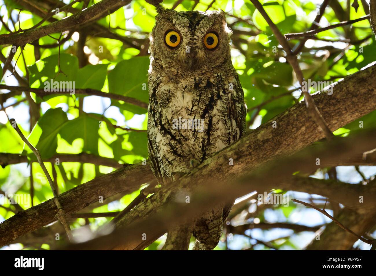 Wenig scops Owl auf der Suche hocken im Baum Stockfoto
