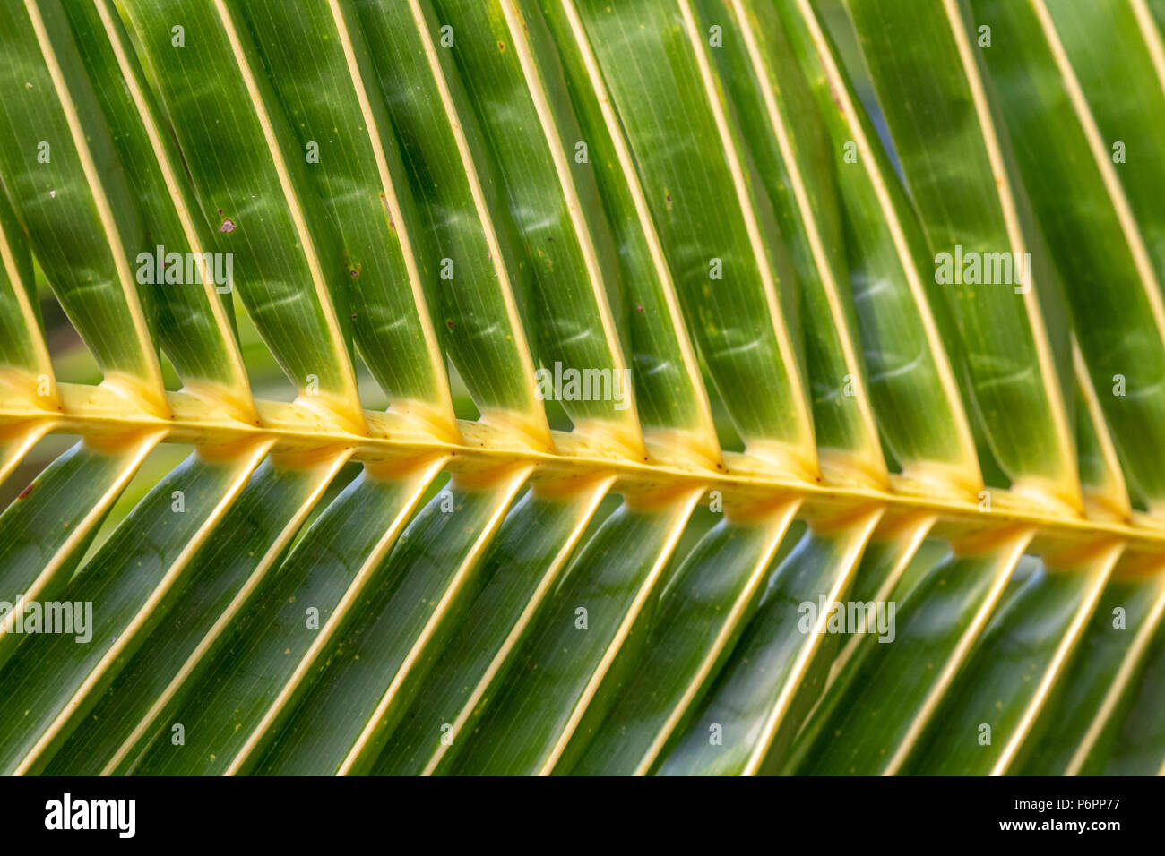 Abstraktes Muster eines grünen palm leaf auf Praslin, Seychellen. Stockfoto