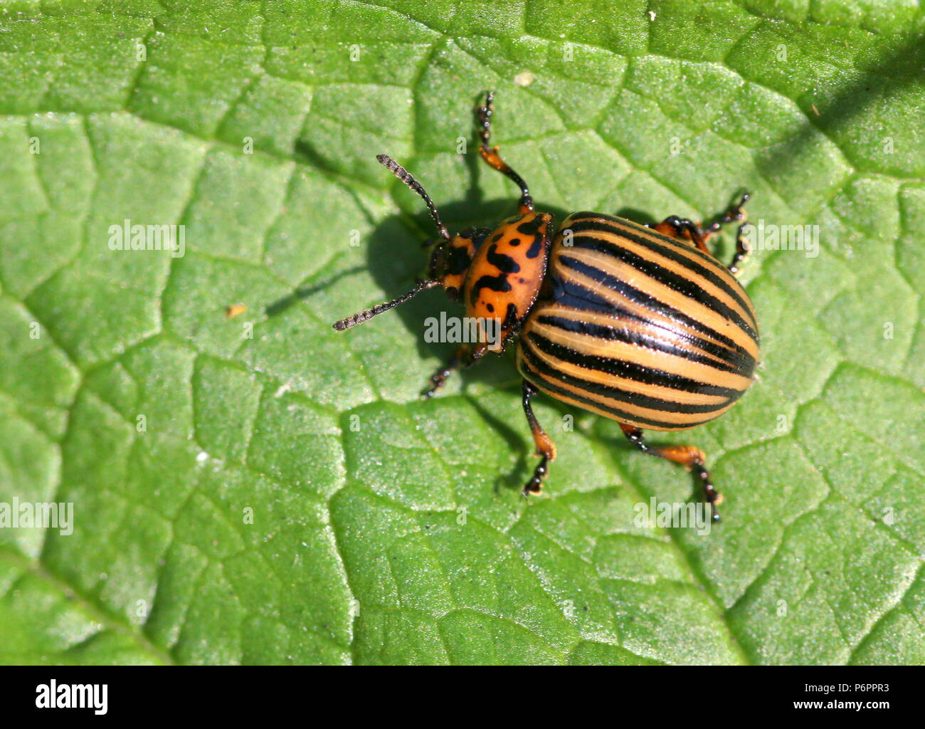 Colorado Kartoffel Käfer (Leptinotarsa Decemlineata) eine schädlichsten invasiven Arten in Europa Stockfoto