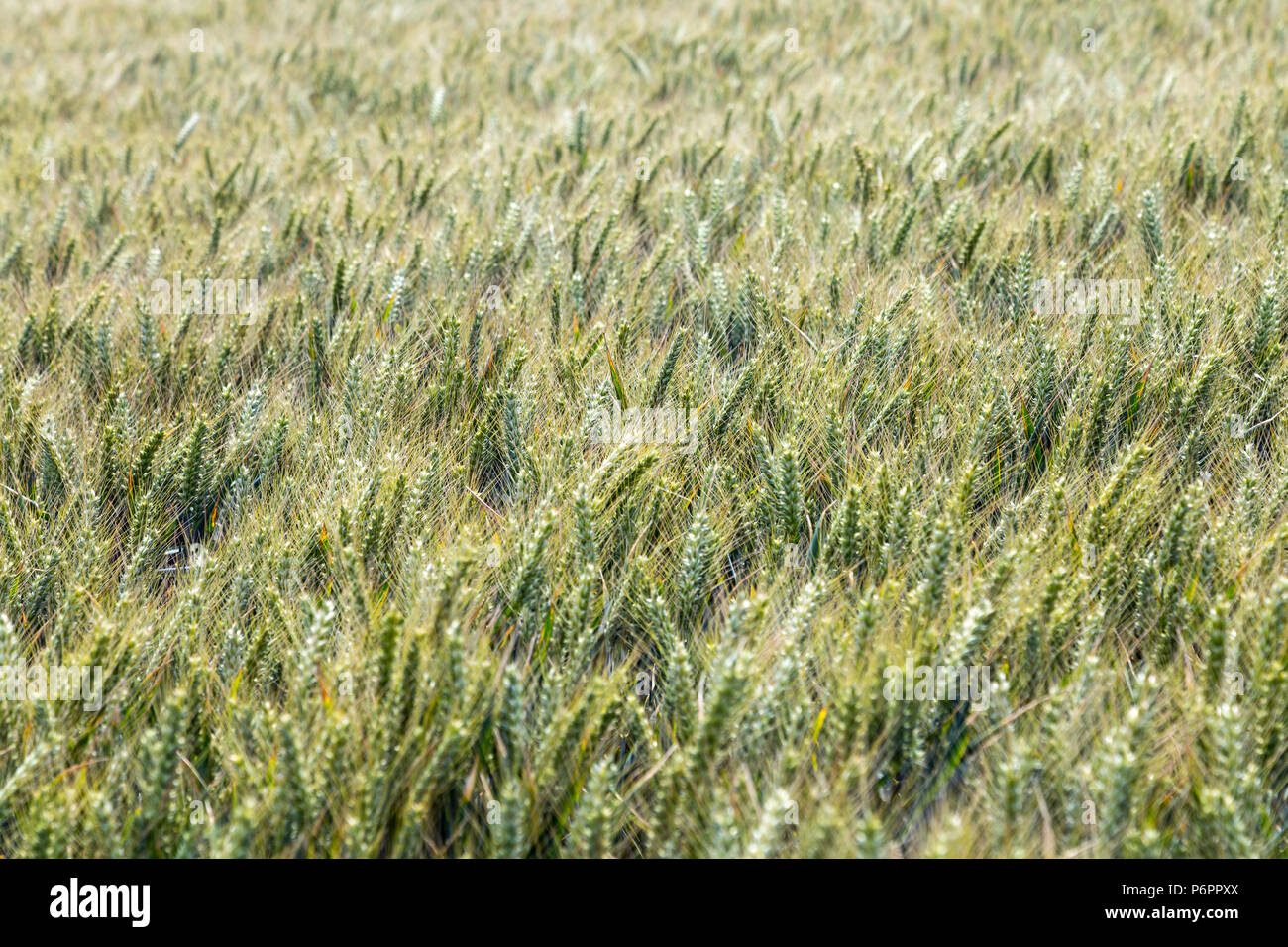 Grüne Roggen Feld in der South Downs National Park, Großbritannien Stockfoto