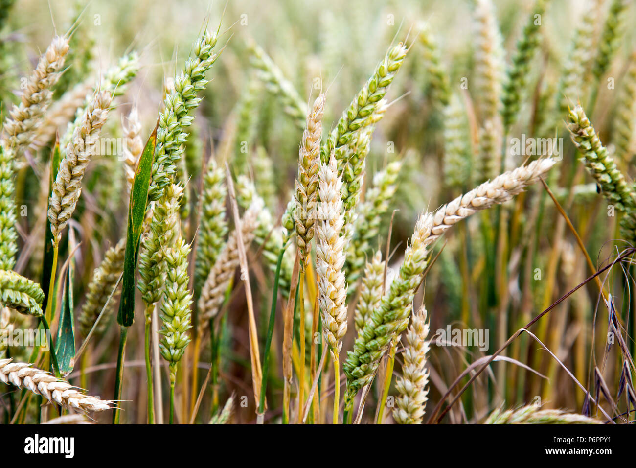 Close-up von Weizen Ohren in einem Weizenfeld, South Downs National Park, Großbritannien Stockfoto