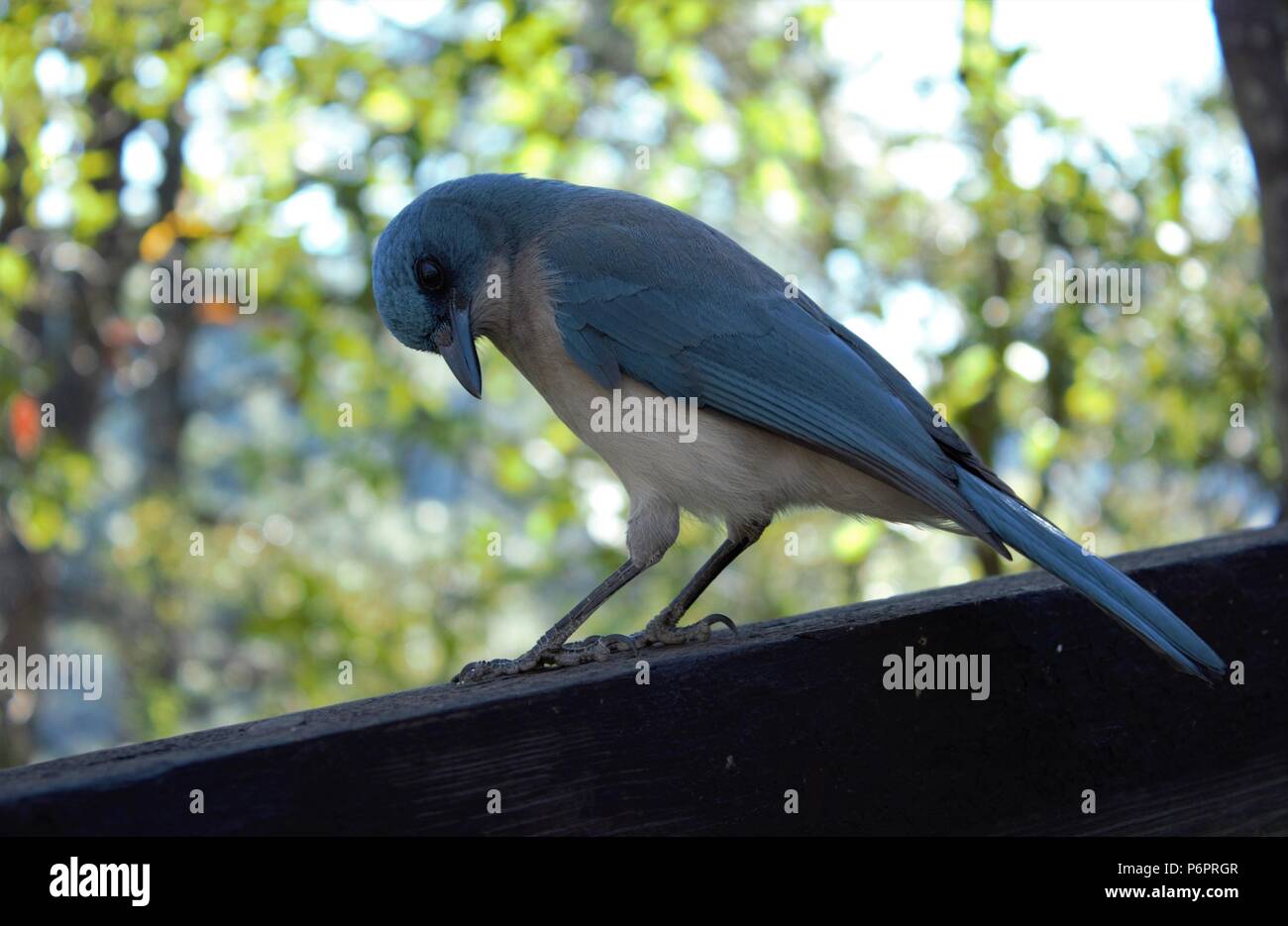 Ein blauer Vogel auf einem Baum posing Stockfoto