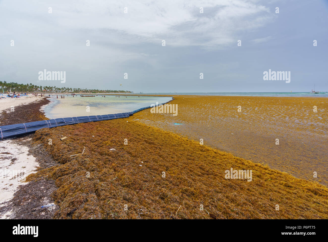 Punta Cana, Dominikanische Republik - 24. Juni 2018: sargassum Algen auf dem beaytiful Ocean Beach in Playa Bavaro, Punta Cana, das Ergebnis der globalen Erwärmung Klimawandel. Stockfoto