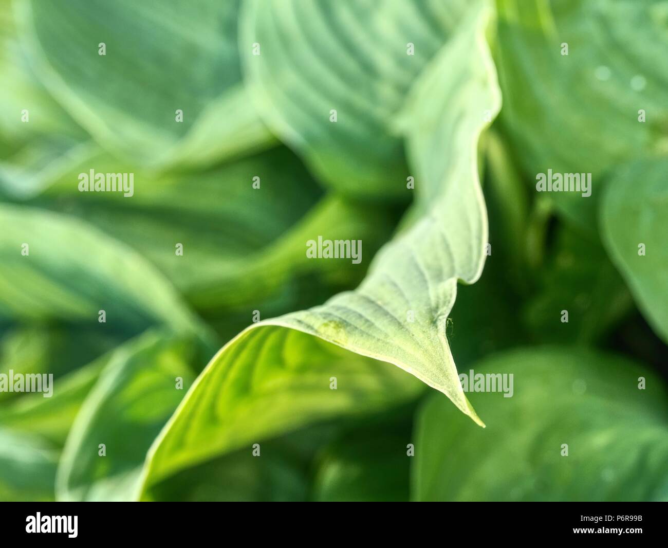 Full Frame Bild der hosta Blätter im Detail. Sehr schönes, helles Grün und gerippten Blätter der hosta Werk Stockfoto