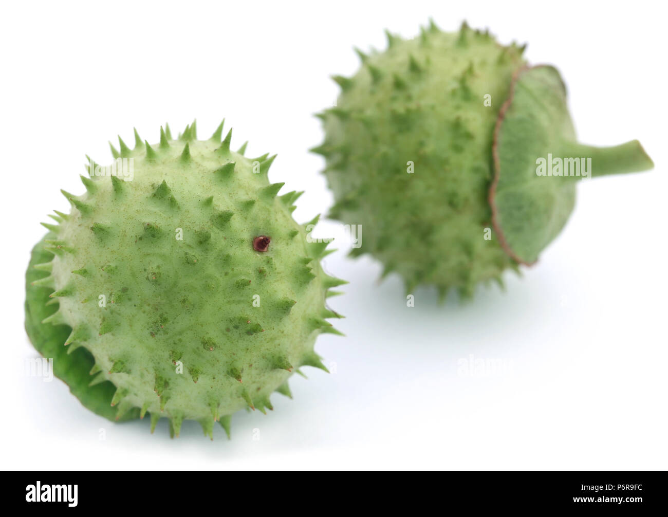 Medizinische Datura Obst auf weißem Hintergrund Stockfoto