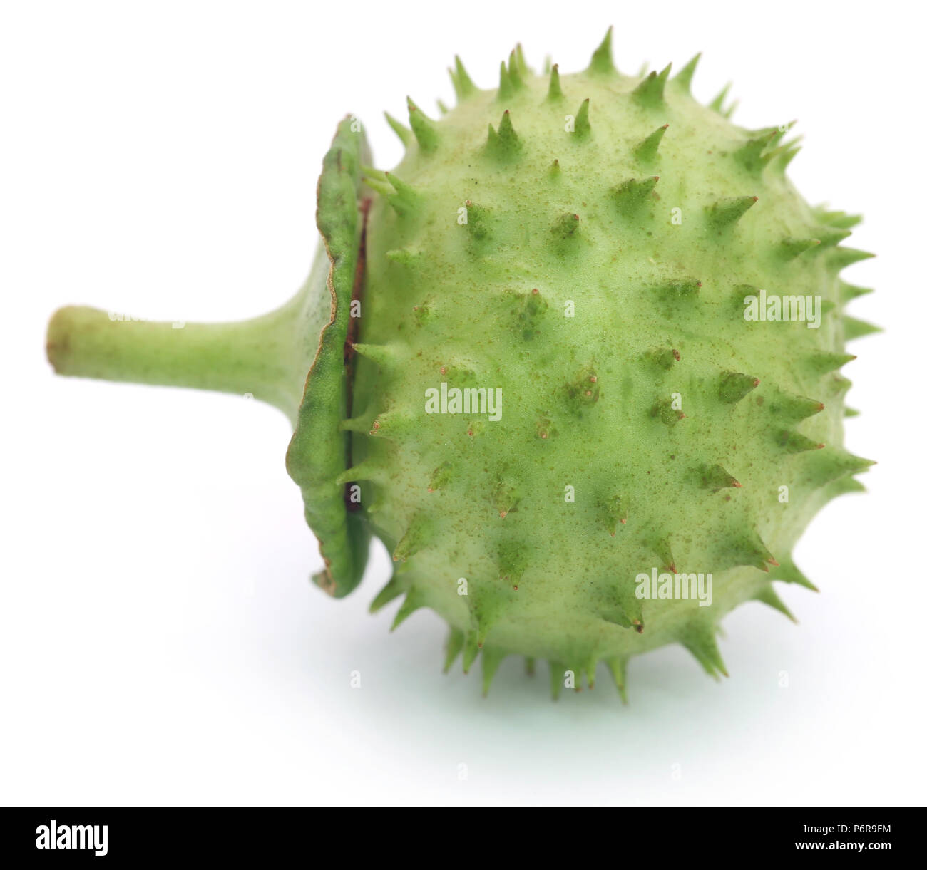 Medizinische Datura Obst auf weißem Hintergrund Stockfoto