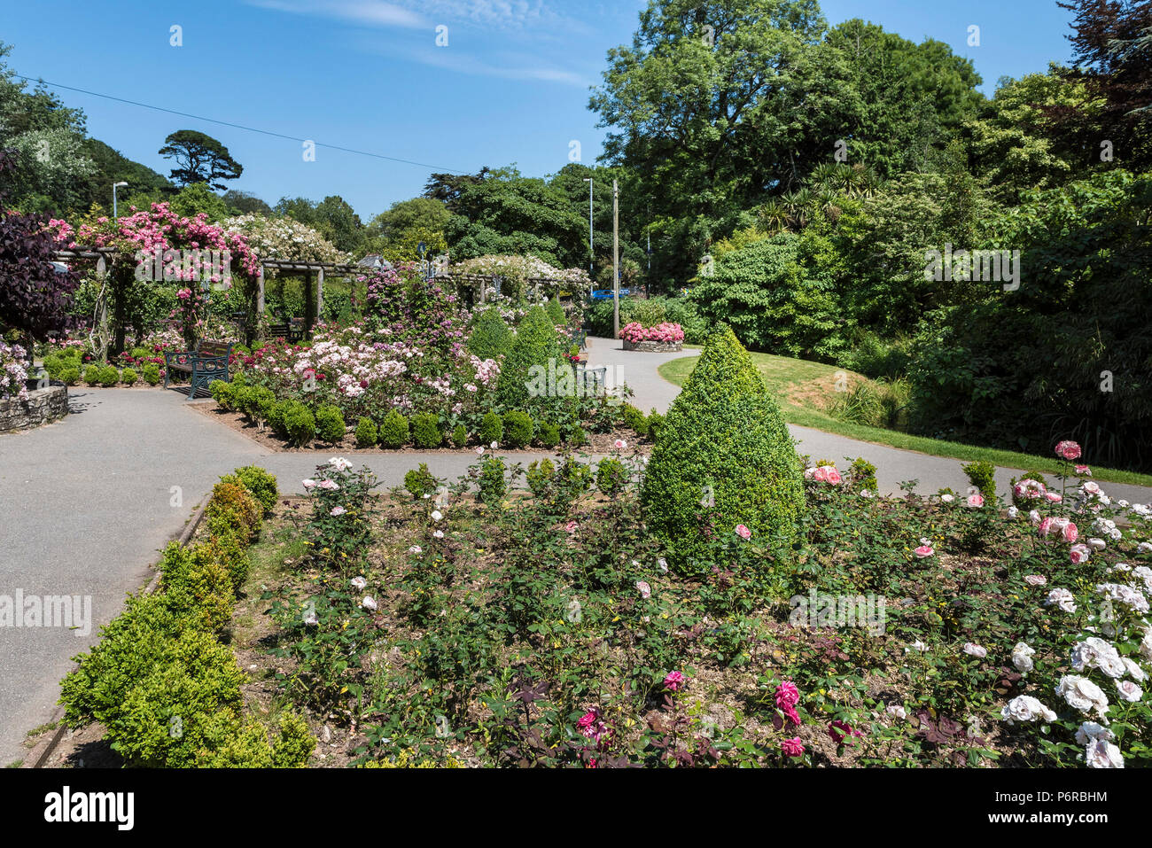 Rosen in voller Blüte in der preisgekrönten Rose Garden in Trenance Park in Newquay in Cornwall. Stockfoto