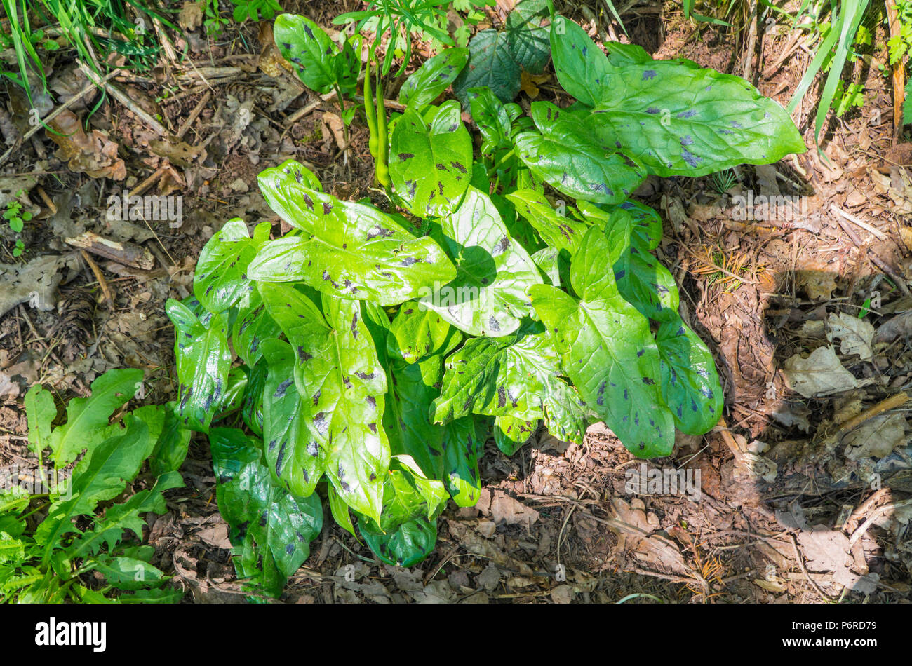 Kuckuck Pint (Arum maculatum) auch bekannt als Herrn und Damen und Jack-in-the-Pulpit, eine gemeinsame woodland Anlage. Wächst in einem Naturschutzgebiet in der Heref Stockfoto