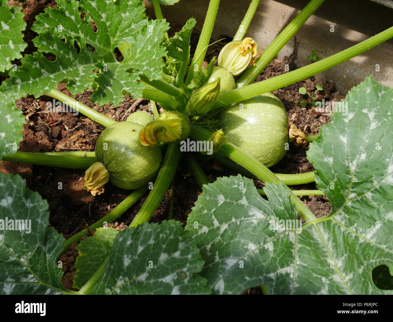 Ball Zucchini Anlage Stockfoto