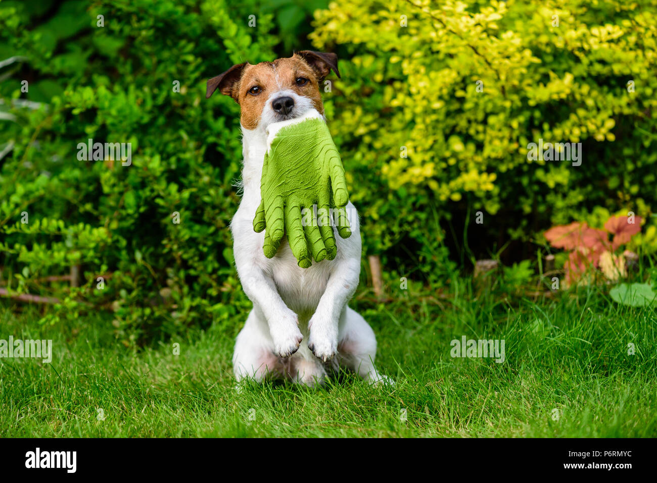 Hund Holding im Mund Gartenhandschuhe sitzen auf hinterpfoten Stockfoto