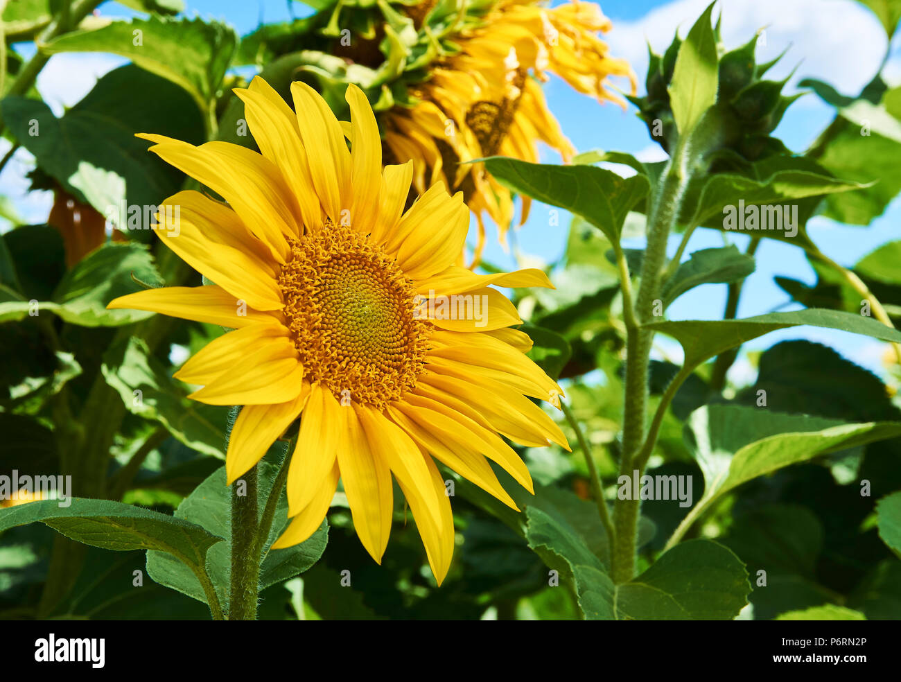 Nahaufnahme einer Sonnenblume auf einem Feld mit einem blauen Himmel mit Wolken im Hintergrund auf einem hellen Sommertag Stockfoto