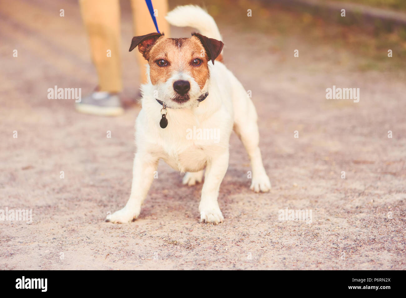 Hund Leine ziehen wollen nicht nach Hause von spazieren zu gehen Stockfoto