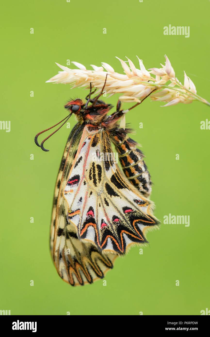 Southern Festoon Schmetterling - lycaena Polyxena, schöne farbige seltene Schmetterling der Europäischen Wiesen und Weideland. Stockfoto
