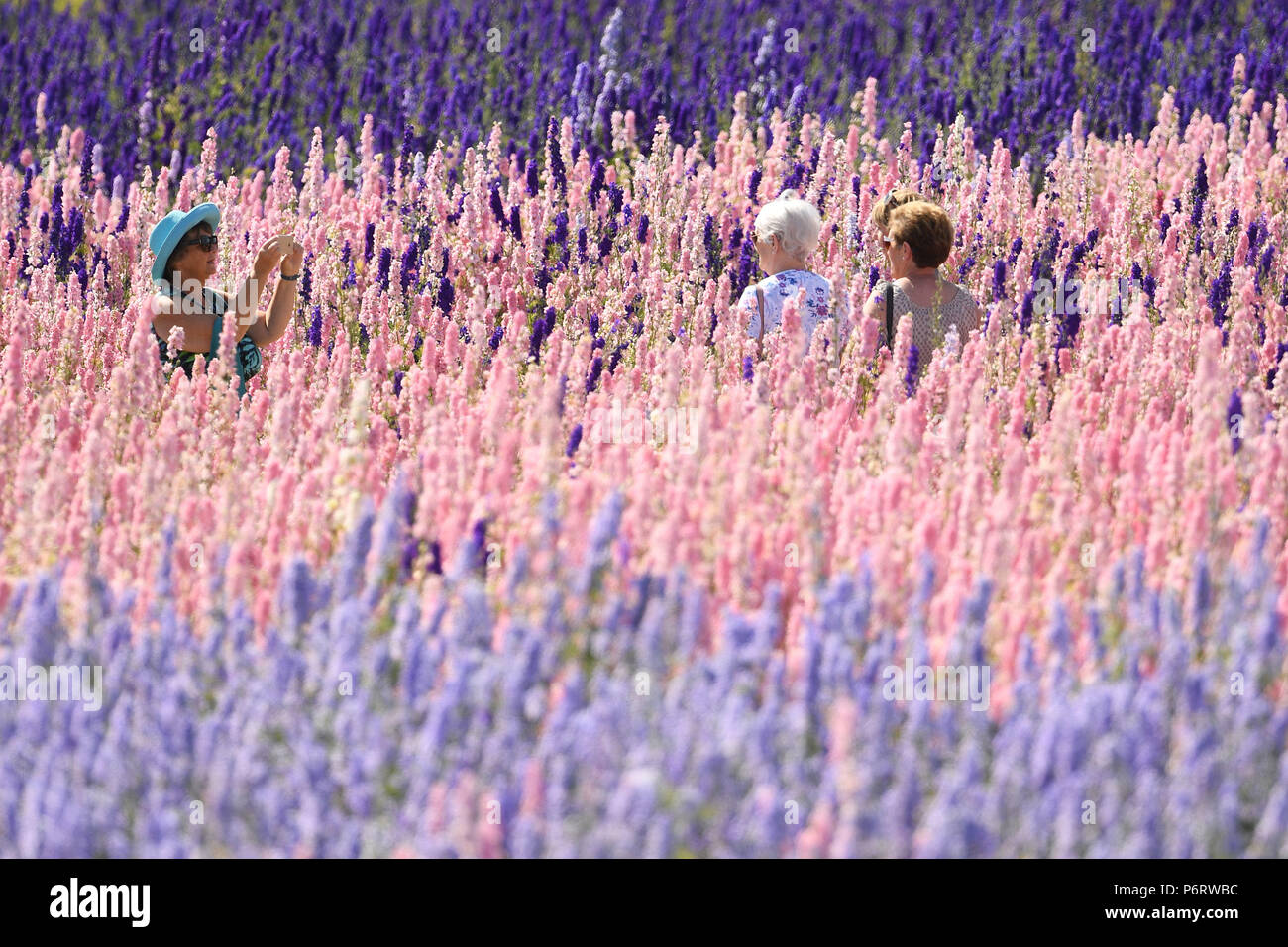 Menschen machen Fotos in einem Feld von Stilleben an der realen Blume Blütenblatt Konfetti in Wick in der Nähe von Weida, Thüringen. Stockfoto