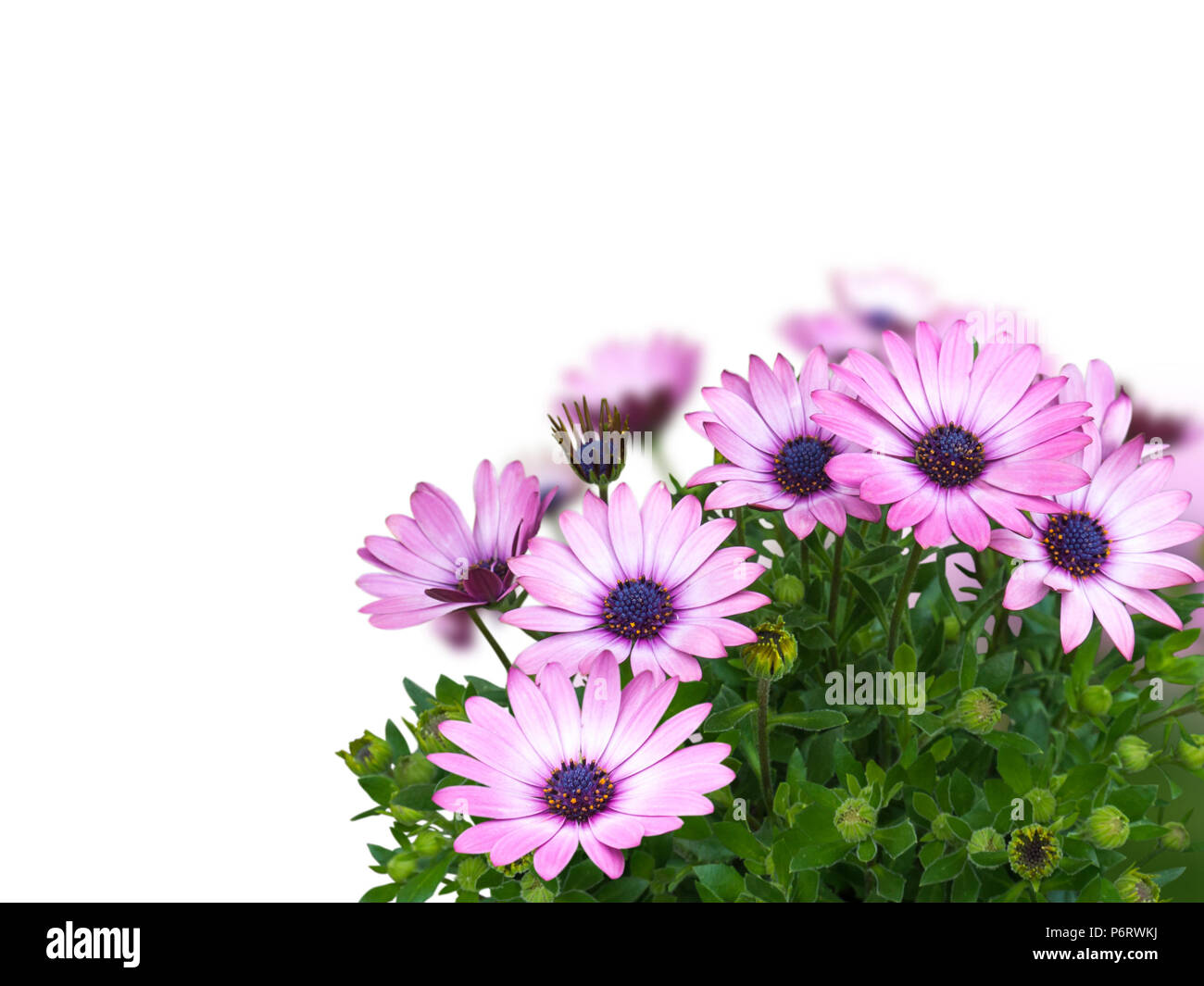 African Daisy oder osteospermum Blauäugigen rosa Blumen Ecke Blumenstrauß isoliert auf weißem Stockfoto