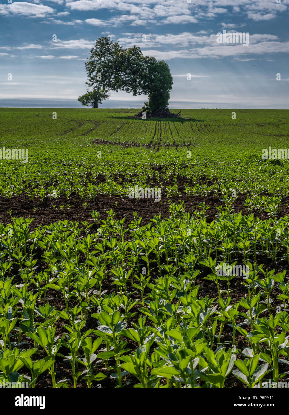 Twiste Baum. Stockfoto