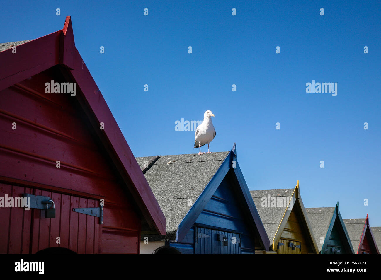 Seagull saß an einem heißen Sommertag auf der Strandhütte, Dawlish, Devon, England, Europa. Stockfoto