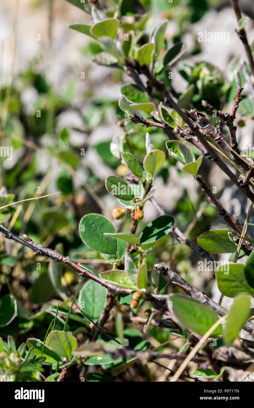 Wild Cotoneaster oder Cotoneaster cambricus wächst an den Großen Ormes Kopf in North Wales auf den 5. Mai 2018 Stockfoto