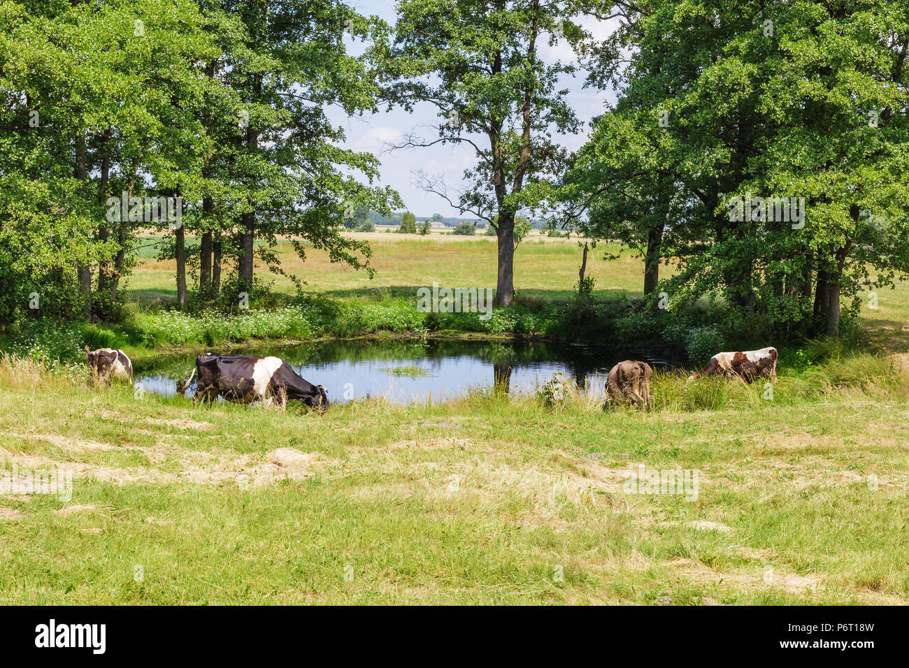 Holstein Fotos und Bildmaterial in hoher Auflösung Alamy