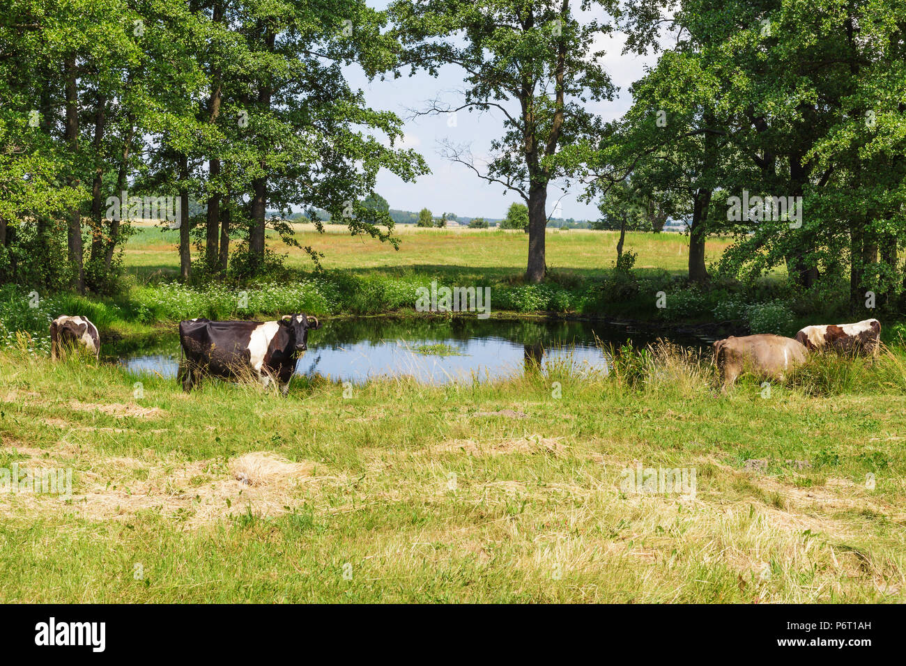 Holstein holstein friesian holstein friesisch Fotos und Bildmaterial