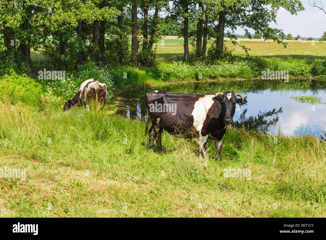 Ein Holstein Fresian grasende Kühe auf einer grünen Weide in der Nähe von kleinen Teich Stockfoto