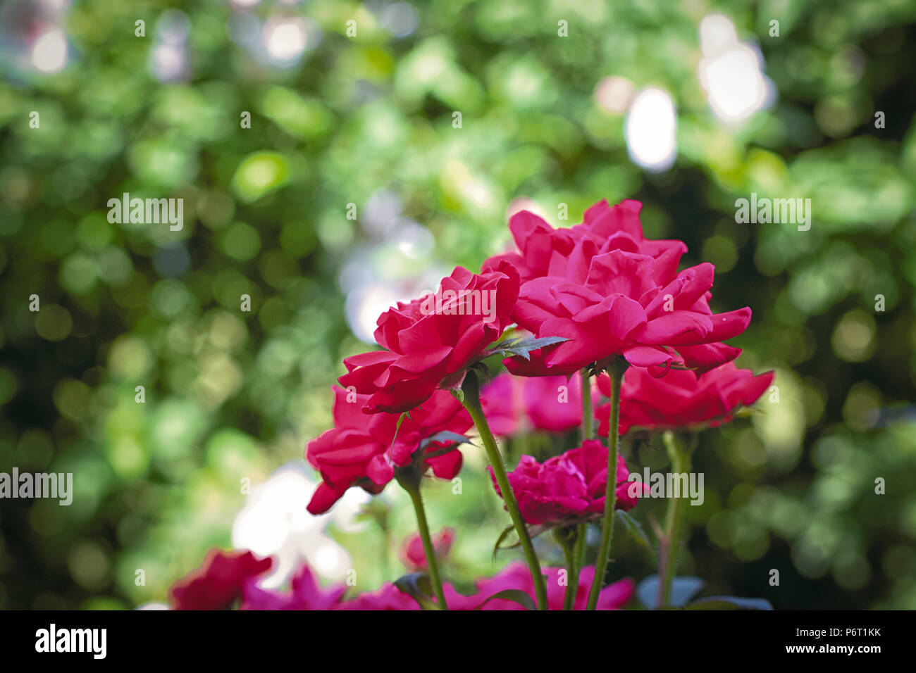 Knockout Rosen in voller Blüte. Stockfoto