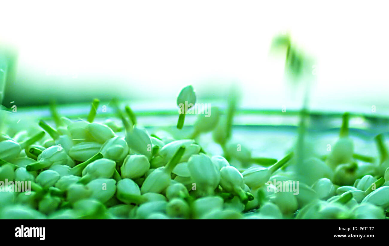 Jasmin Knospen, Indischer Jasmin Blüten sind nach unten fallen die Glasplatte Stockfoto
