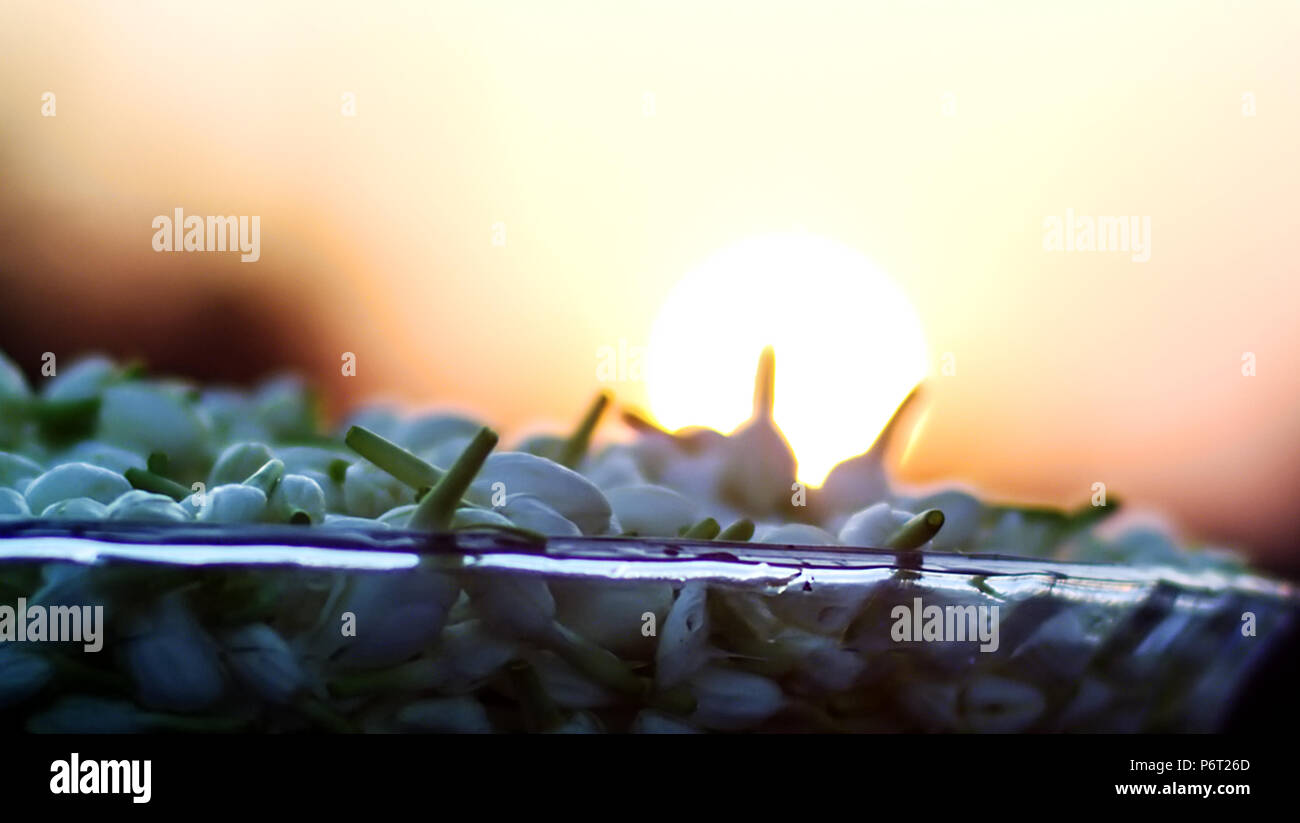 Closeup Schuß indischer Jasmin Blüten, die Schüssel am Abend Sonnenuntergang. Stockfoto
