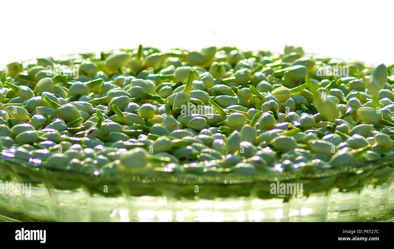 Closeup schuss Jasmin Blüten schwimmen im Wasser Schüssel Stockfoto